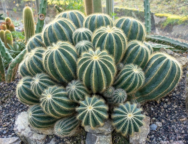 El cactus Parodia magnifica