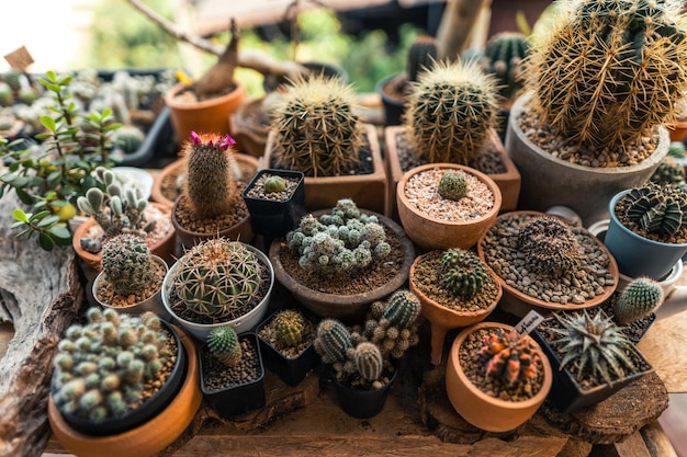 Cactus en una pequeña granja en casacactus en una maceta