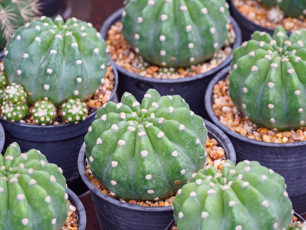 Cactus pequeño