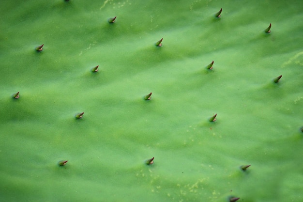 Cactus de pera espinosa verde con agujas