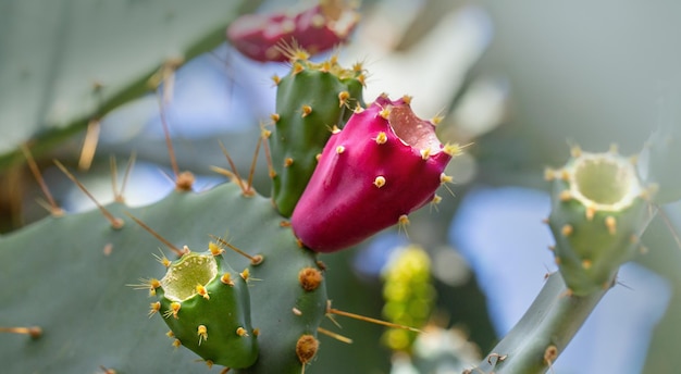 Cactus de pera espinosa