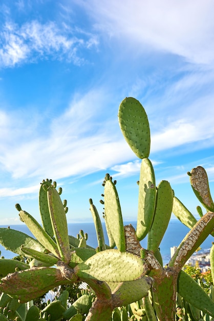 Cactus de pera verde que crece contra el cielo azul con nubes y espacio para copiar en el Parque Nacional Table Mountain Sudáfrica Arbustos de árboles suculentos opuntia vibrantes en un área remota del paisaje en verano