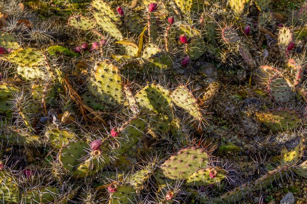 Foto cactus de las peras espinosas