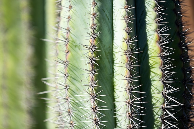 Cactus con pinchos de cerca cactus backdround patrón de cactus o cactaceae