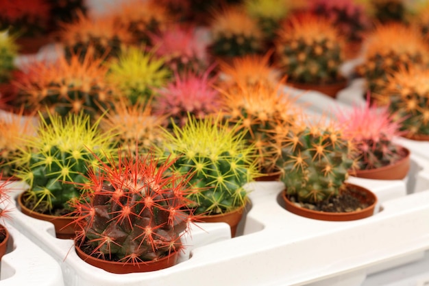 Cactus pintados en la tienda.