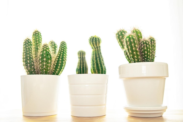 cactus planta espinosa suculentas siempre verde flor de interior en una maceta en el espacio de copia de la mesa