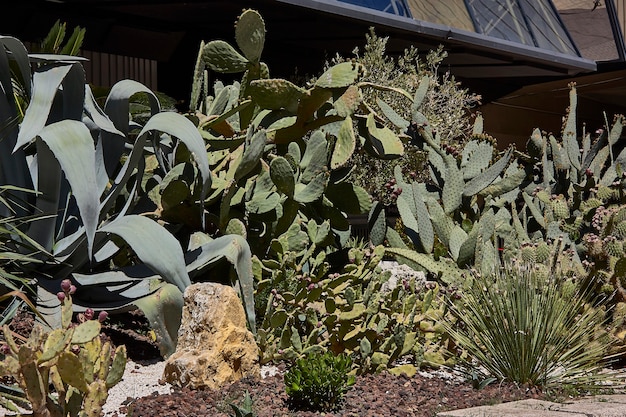 Cactus, planta grasa, utilizada como adorno en un nido.