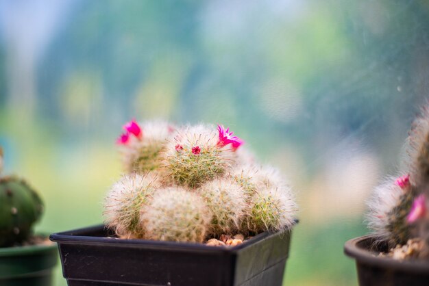 Cactus, planta pequeña