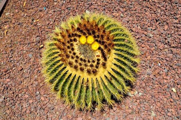 Cactus de planta suculenta redonda que crece en un suelo de piedras