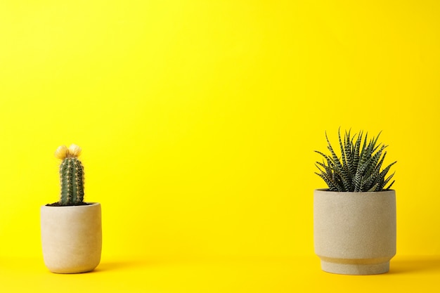 Cactus y planta suculenta sobre superficie amarilla