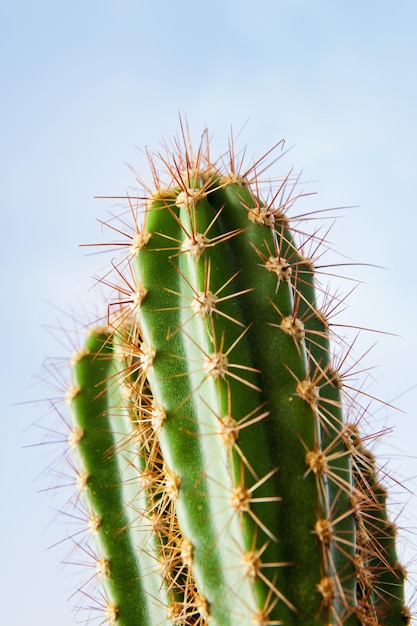 Cactus planta