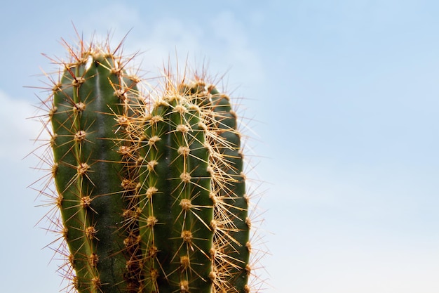 Cactus planta