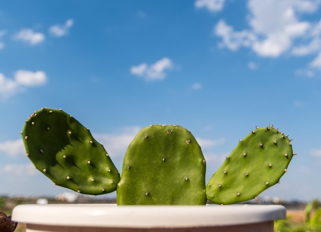 Cactus plantado en una maceta