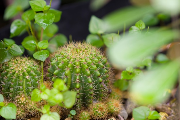 Cactus plantado en una olla.