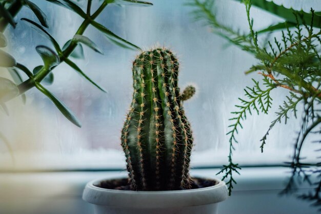 Cactus y plantas de interior en el alféizar de la ventana y lluvia detrás de la ventana