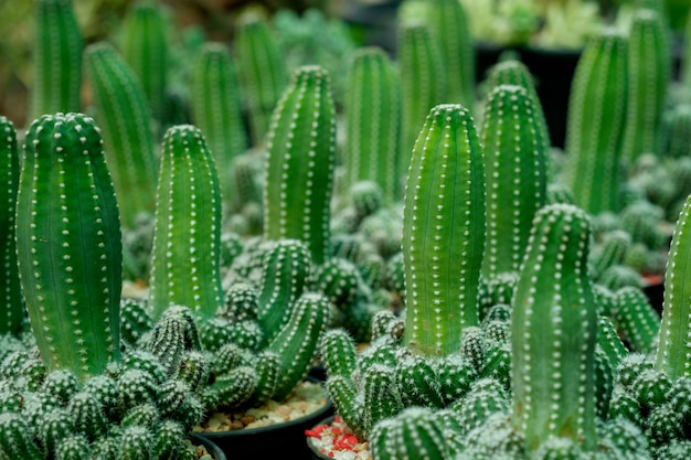 Cactus de plantas de jardín en macetas pequeñas para la venta.