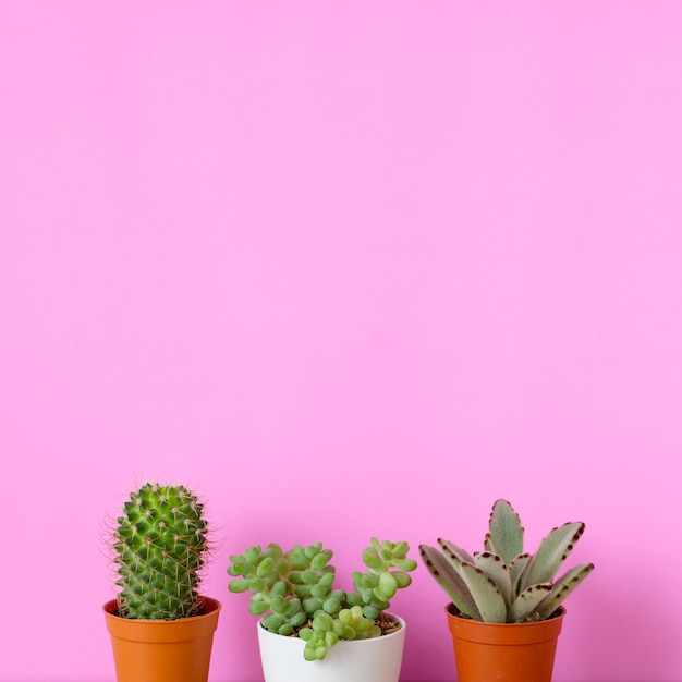 Cactus y plantas suculentas en fondo rosa con espacio de copia