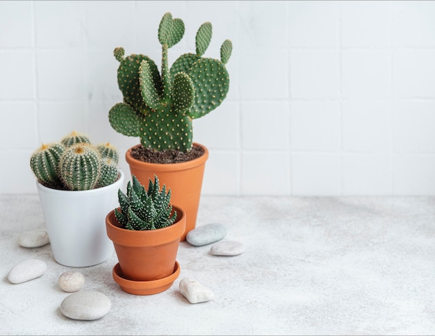 Cactus y plantas suculentas en macetas sobre la mesa, plantas de interior