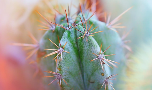 Cactus con primer plano de espinas, fondo abstracto de imagen horizontal en colores pastel, enfoque suave con poca profundidad de campo, enfoque suave selectivo, luces de desenfoque