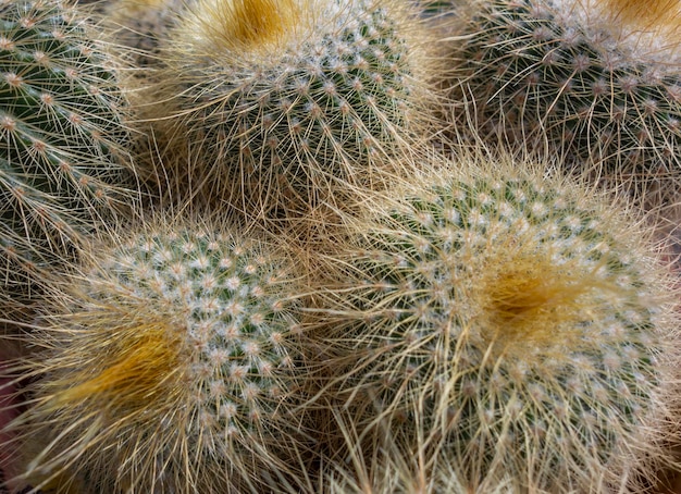 Cactus en primer plano