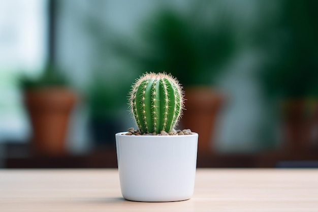 Cactus que crece en macetas y se cuida en casa