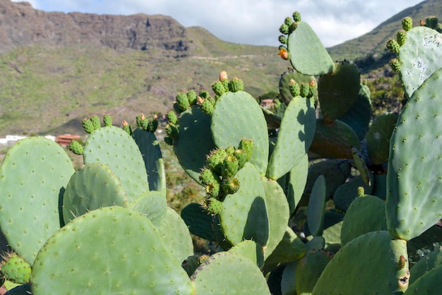 Cactus que crece en las montañas de la isla de Tenerife