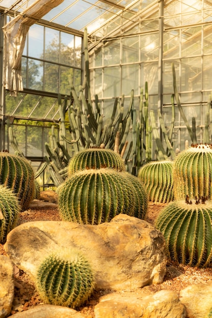 Foto cactus que crecen en el invernadero