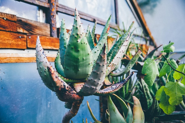 Cactus que crecen en el invernadero