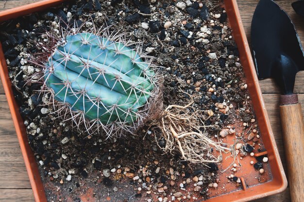 Cactus con raíces desnudas