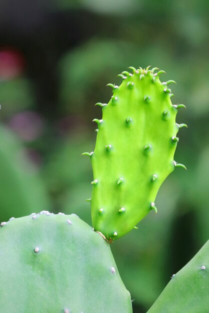 Cactus recién nacido con fondo de cactus verde borrosa.