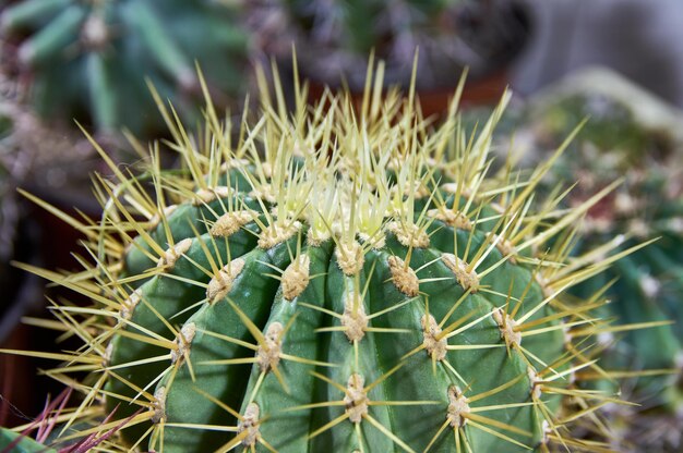 Cactus redondo espinoso con largas agujas amarillas.