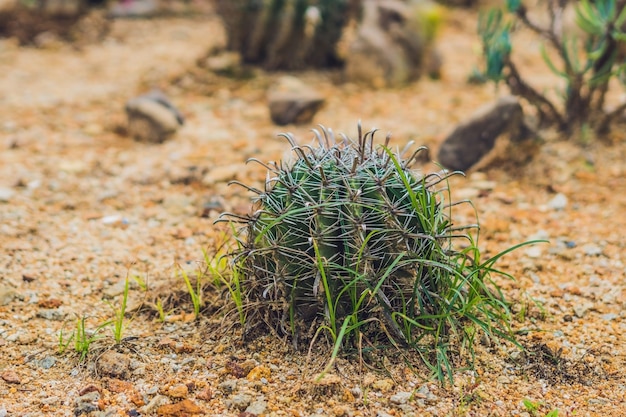 Cactus redondo grande en un parque tropical