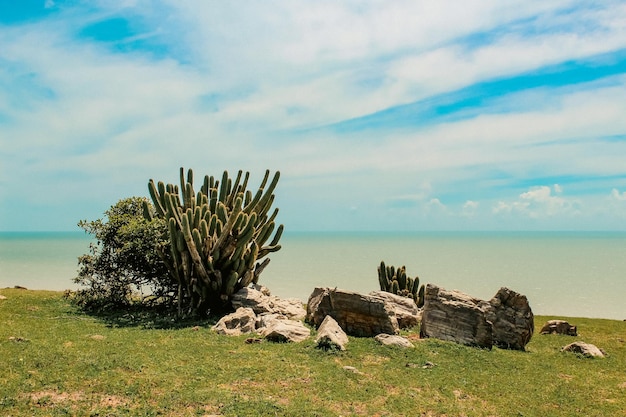 cactus y rocas