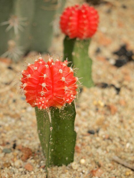 cactus rojo de cerca