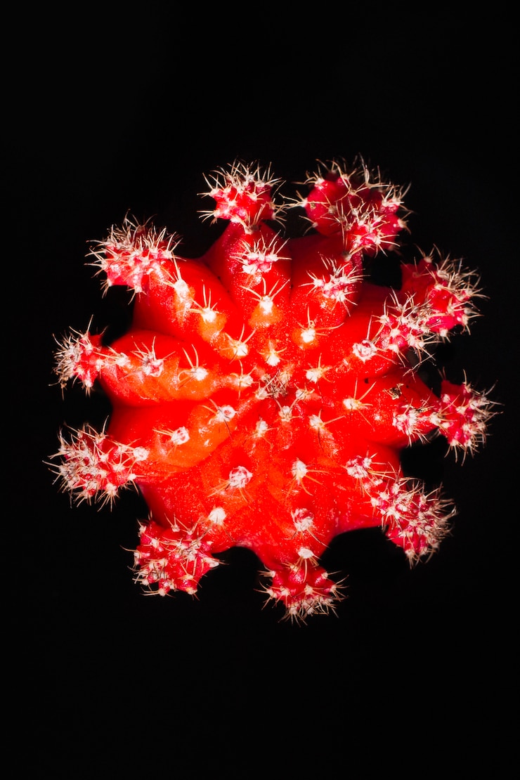 Foto cactus rojo sobre negro