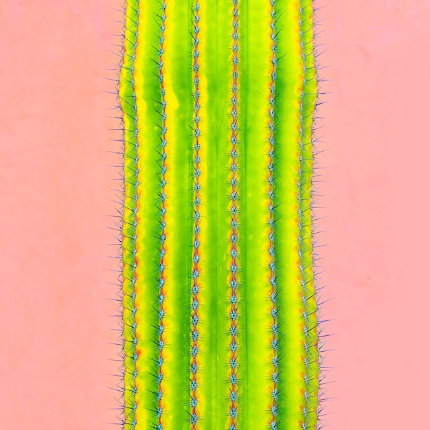 Cactus en rosa. Amante de los cactus. arte de moda minimalista