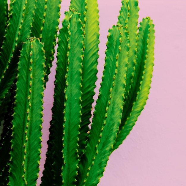 Cactus en rosa. Amante de los cactus. mínimo