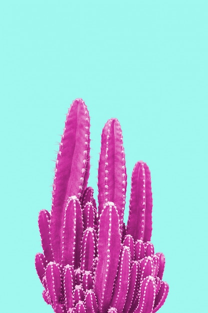 Cactus rosa sobre fondo turquesa