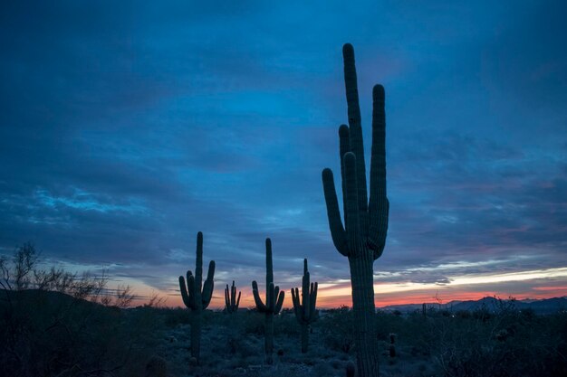 Cactus saguaro creciendo en el campo contra el cielo durante la puesta de sol