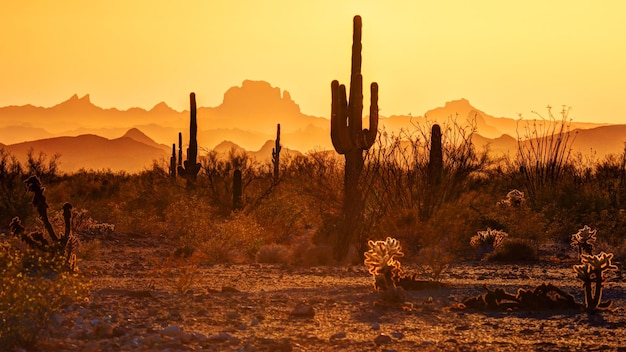 Foto cactus saguaro crescendo no campo contra o céu claro durante o pôr-do-sol