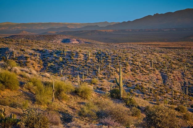 El cactus Saguaro esparcido por la ladera en el bosque nacional de Tonto, Arizona