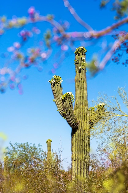 Foto cactus saguaro floreciente en arizona
