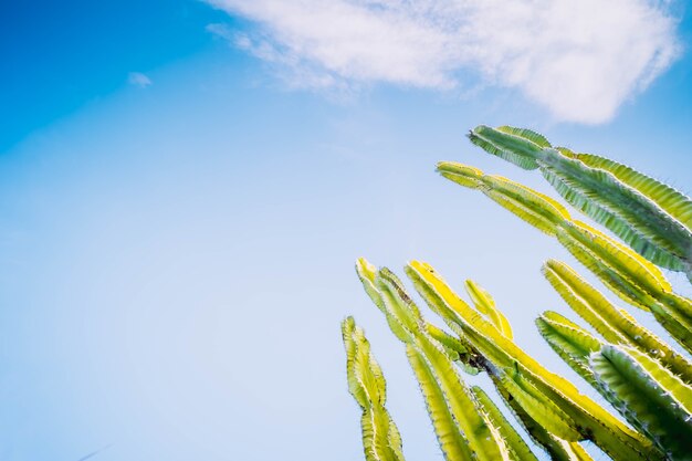 Cactus Saguaro florescendo na primavera pelo céu azul.