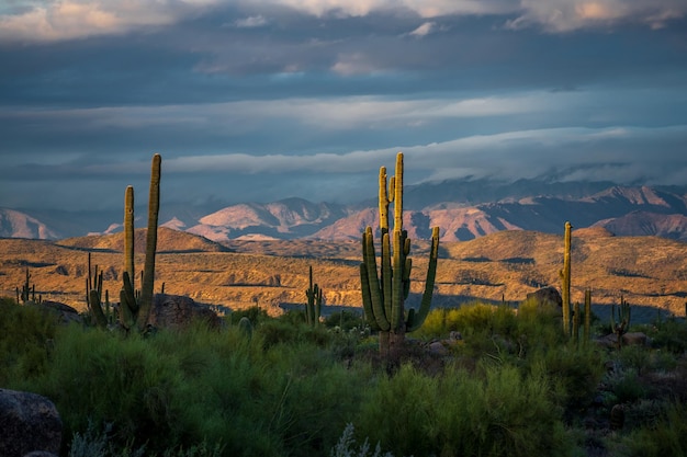 Cactus saguaro iluminando el atardecer con el paisaje del desierto de Sonora