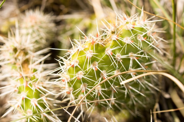 Cactus salvaje en Colorado.