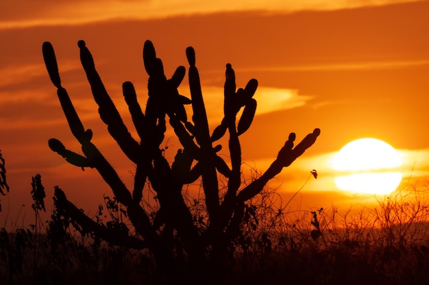 Cactus silueta al atardecer. Escena típica de la región noreste de Brasil.