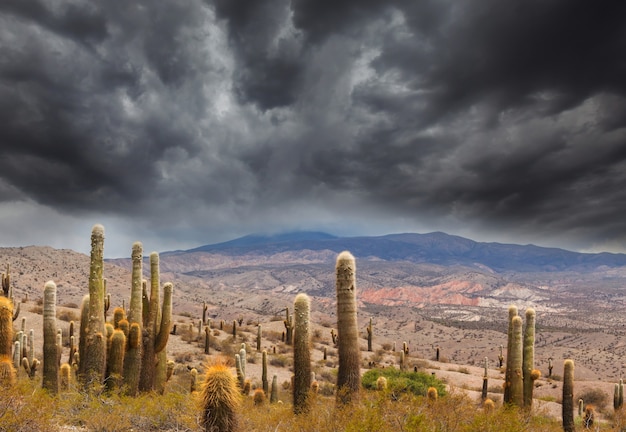 Cactus silvestres en el Altiplano de la Cordillera de Los Andes de Argentina