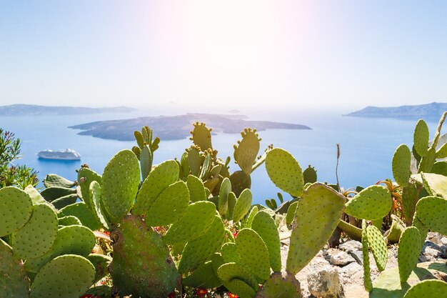 Cactus silvestres en la costa. Isla de santorini, grecia