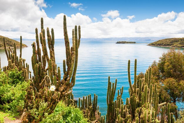 Cactus silvestres en la Isla del Sol (Isla del Sol), lago Titicaca, Bolivia