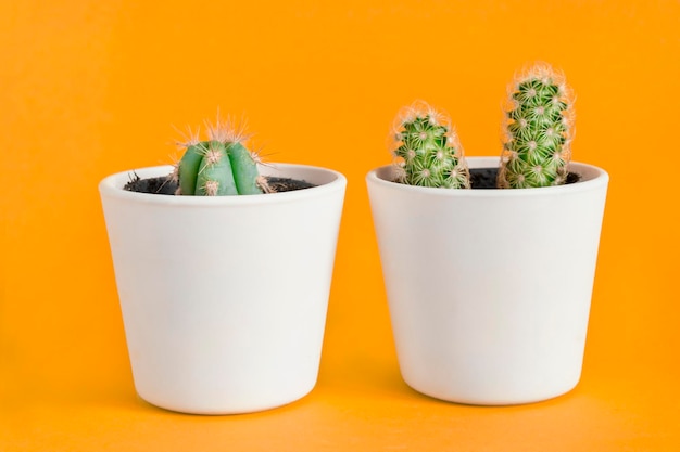 Foto cactus sobre fondo amarillo